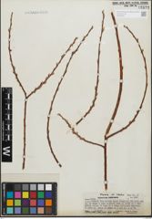 Foto von Salix geyeriana Andersson